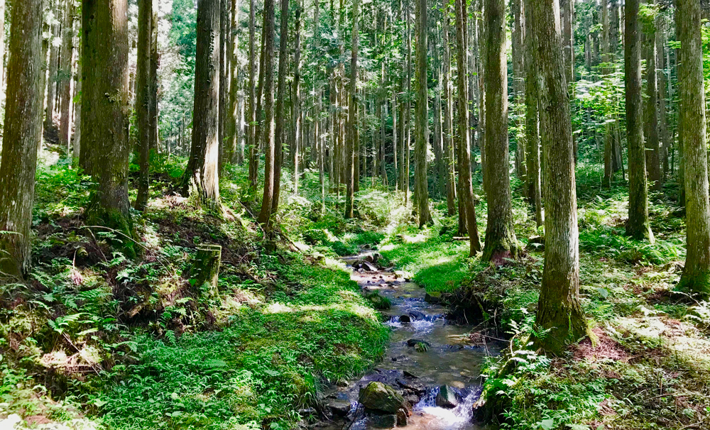 森のイメージ画像_トップページイメージ写真