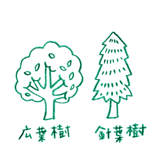 針葉樹と広葉樹