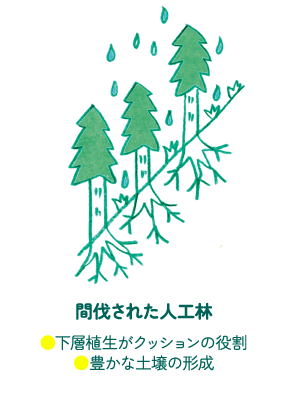 間伐された人工林