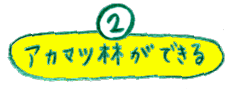 アカマツ林ができる