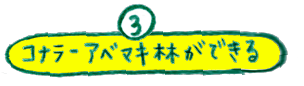 コナラ-アベマキ林ができる