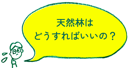 天然林はどうすればいいの？