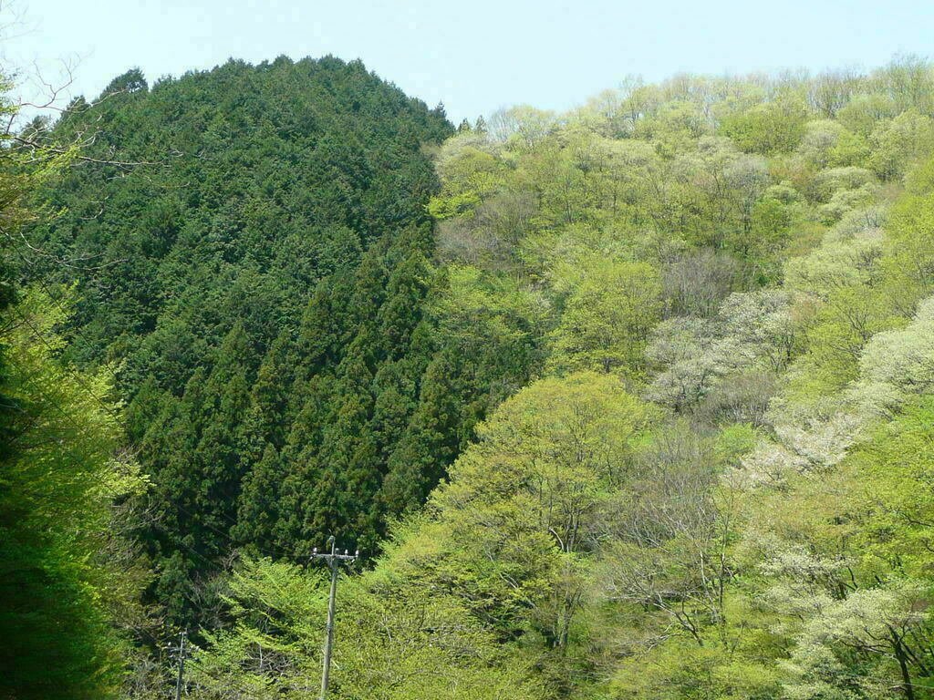 森林入門セミナー