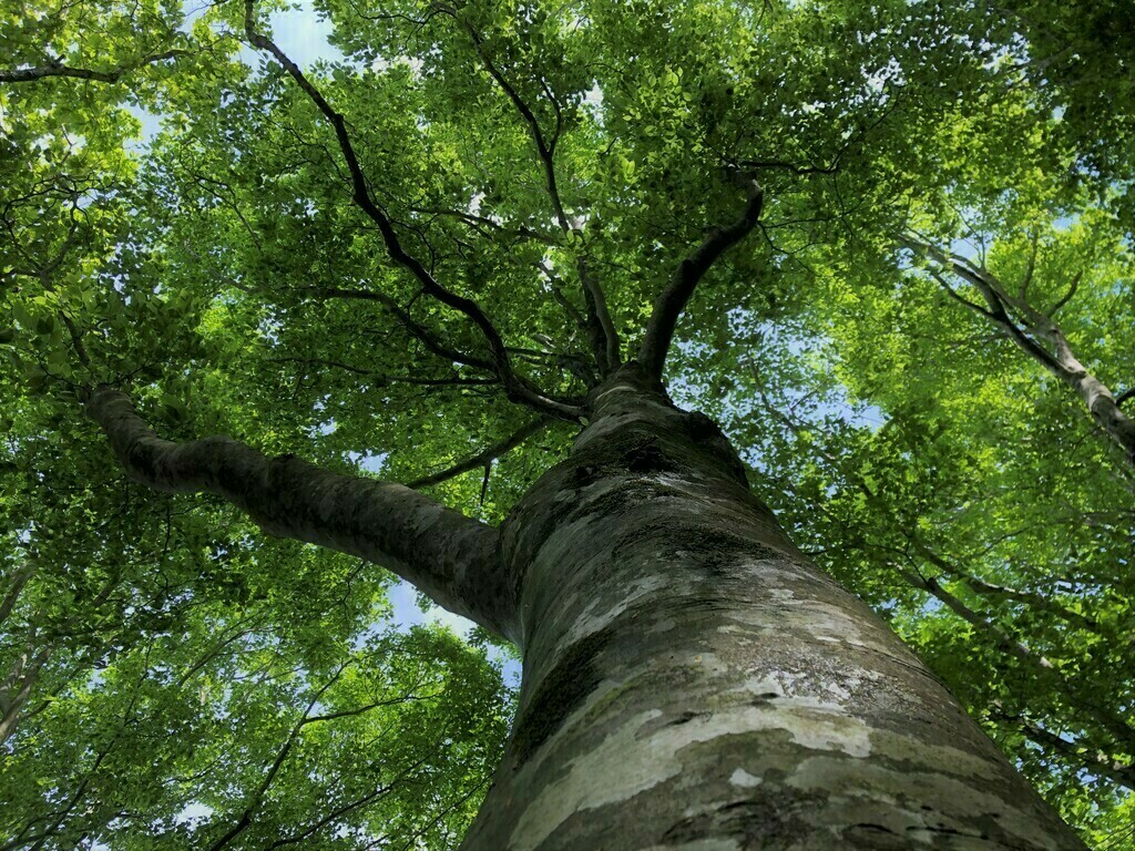 木で薫るアロマメイキング