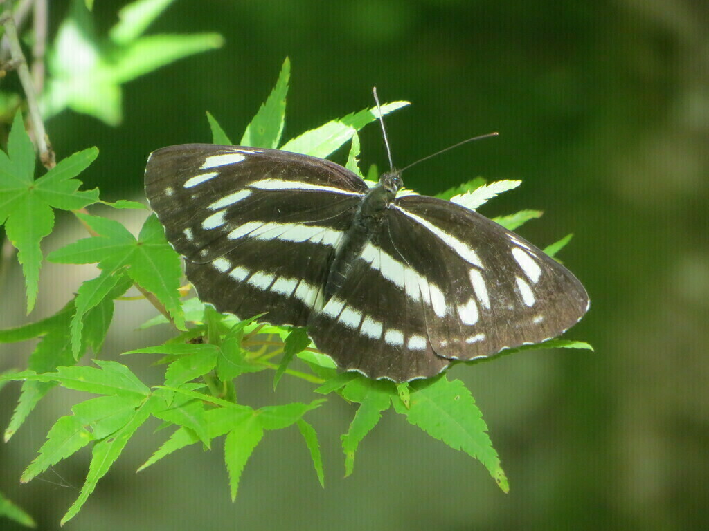 夏休み昆虫観察会