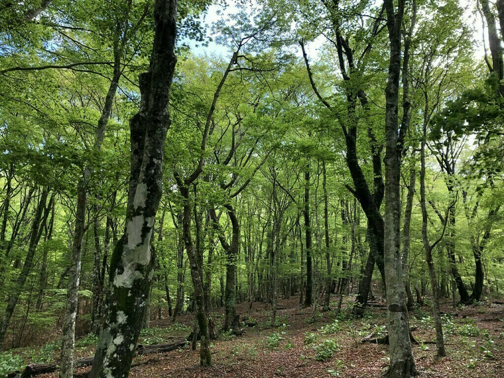 楽しい森林ウォーキング