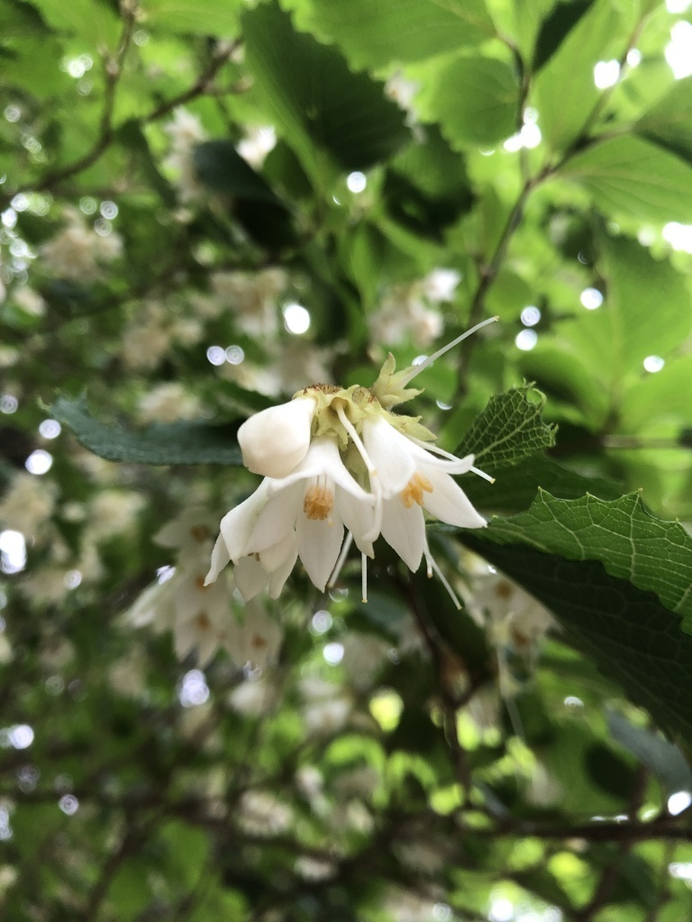 森の花を楽しもう