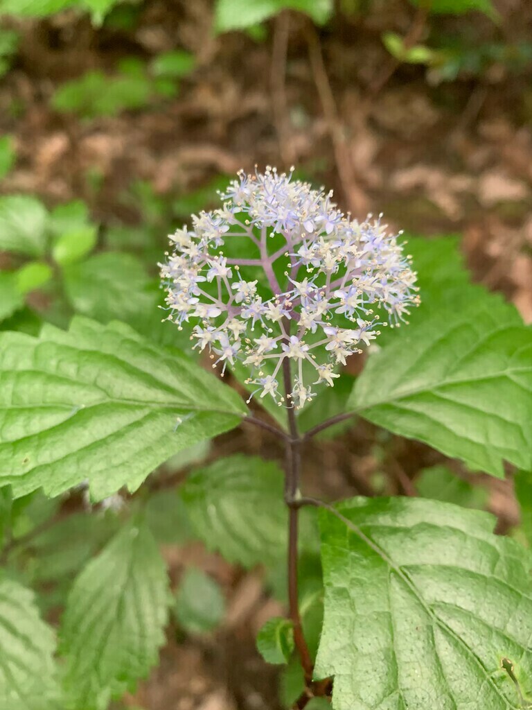 森の花を楽しもう