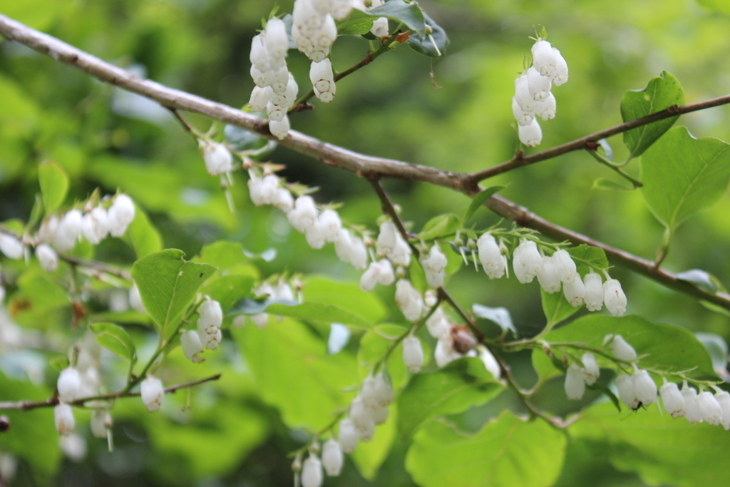 森の花を楽しもう