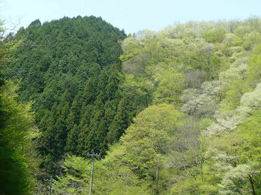 【申込受付終了】森林入門セミナー