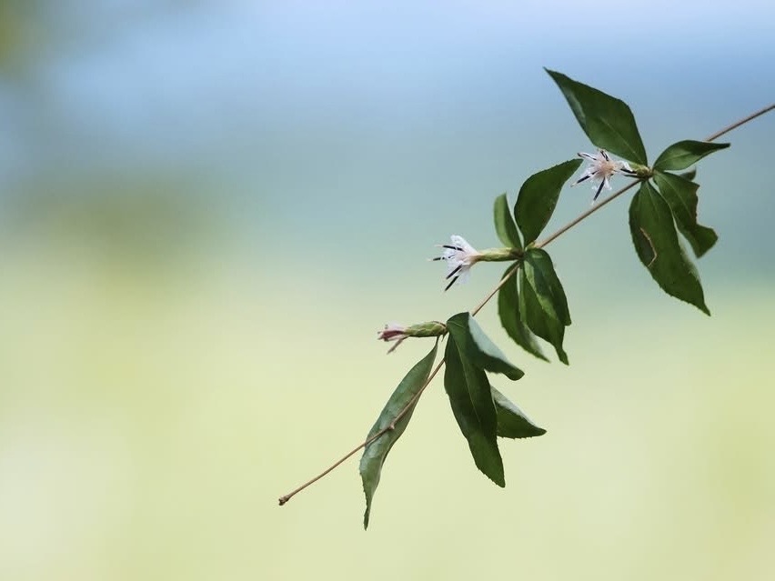 森の花を楽しもう