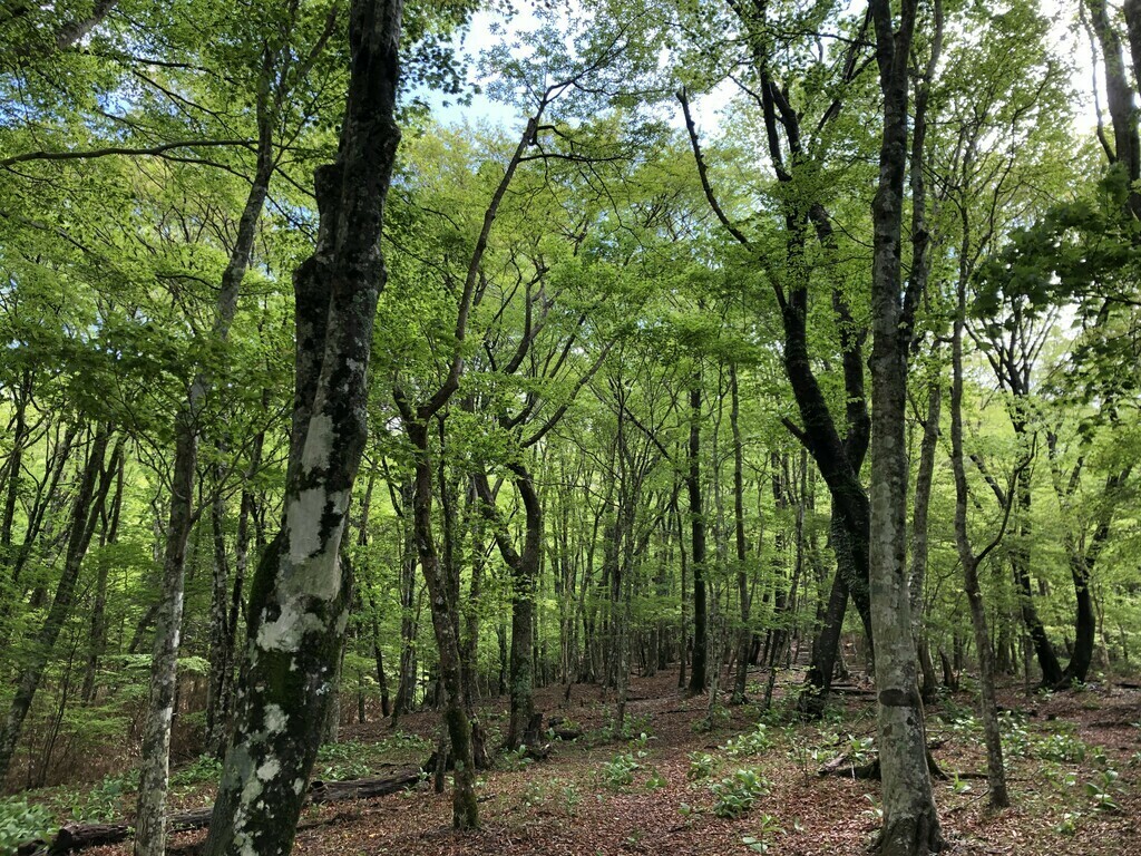 楽しい森林ウォーキング