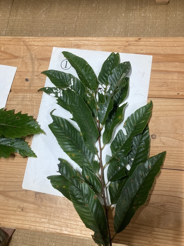 【申込不要】第1回樹木検定