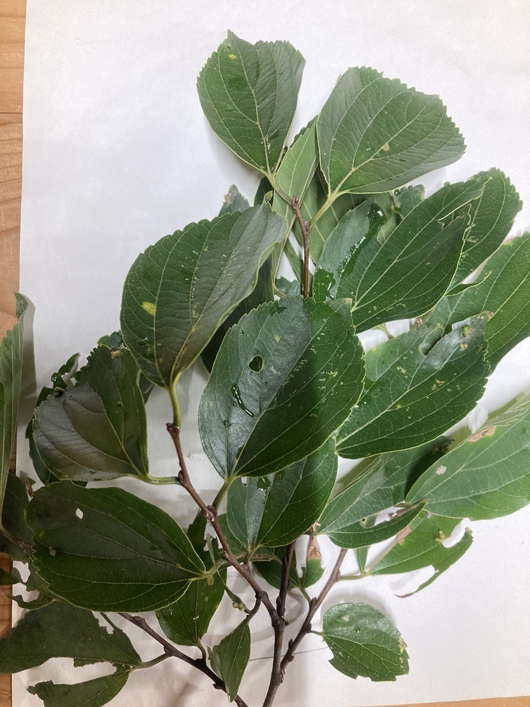 【申込不要】第1回樹木検定