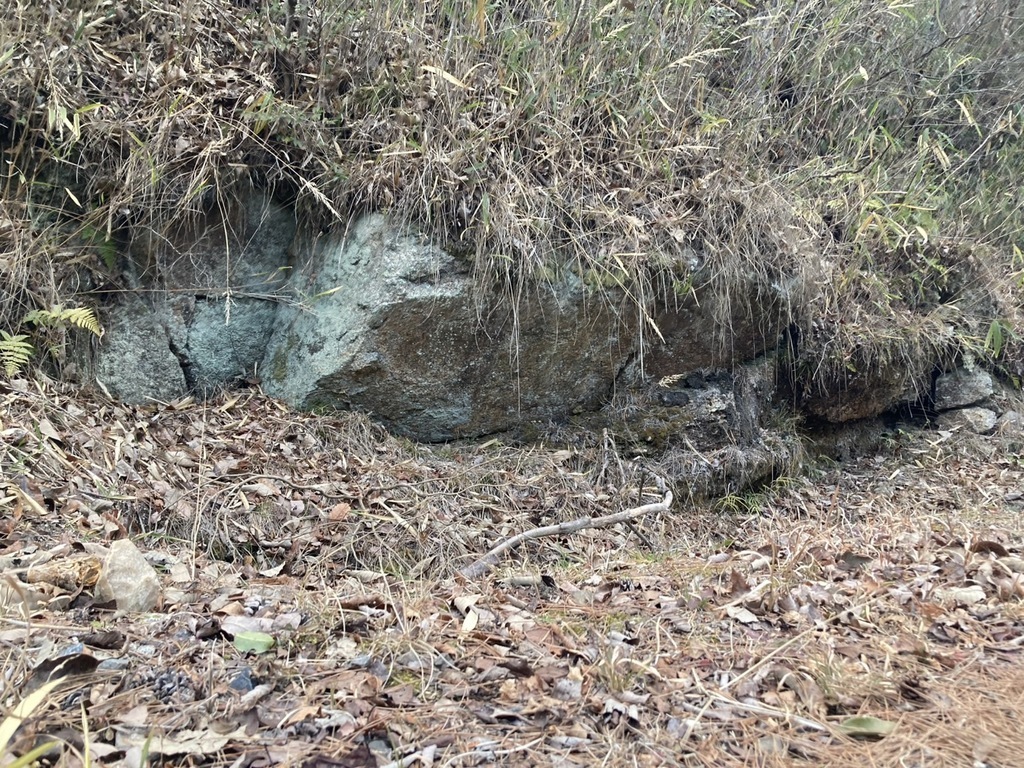 楽しい森林ウォーキング