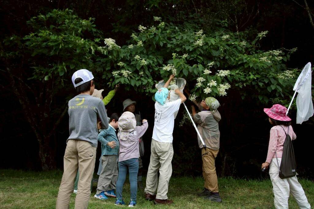 夏休み昆虫教室