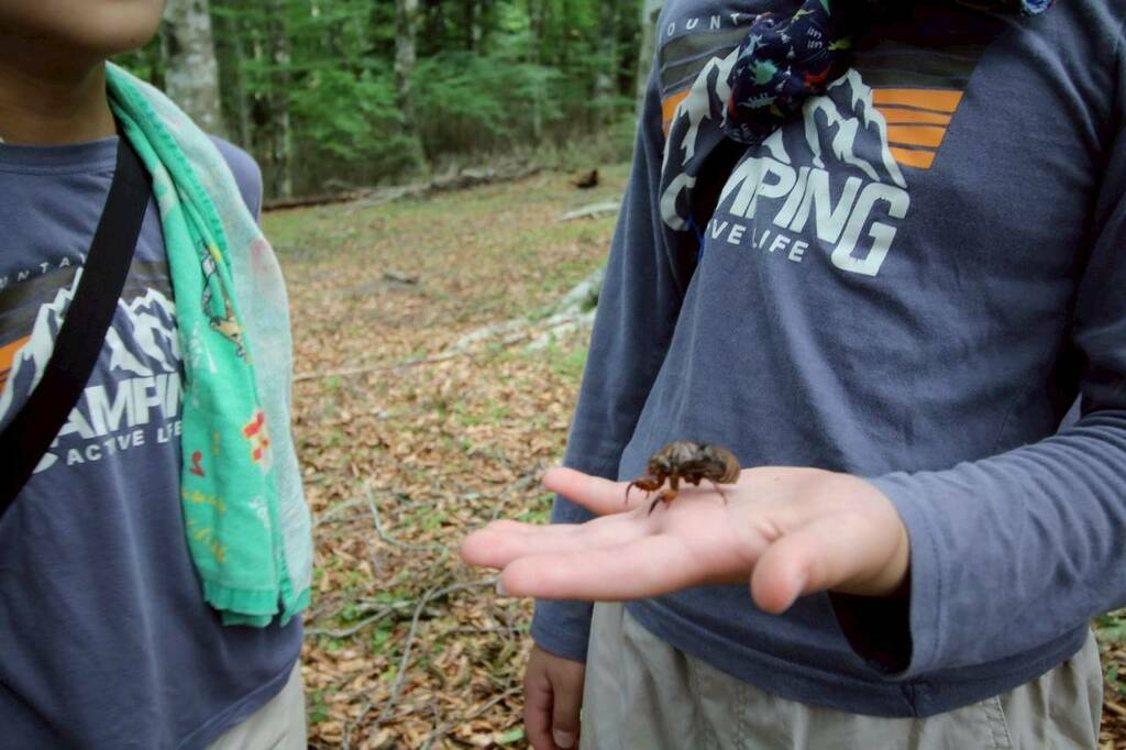 夏休み昆虫教室