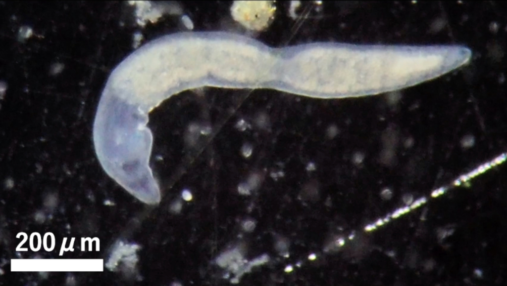 不思議な微小水生生物ウズムシの採集観察講座