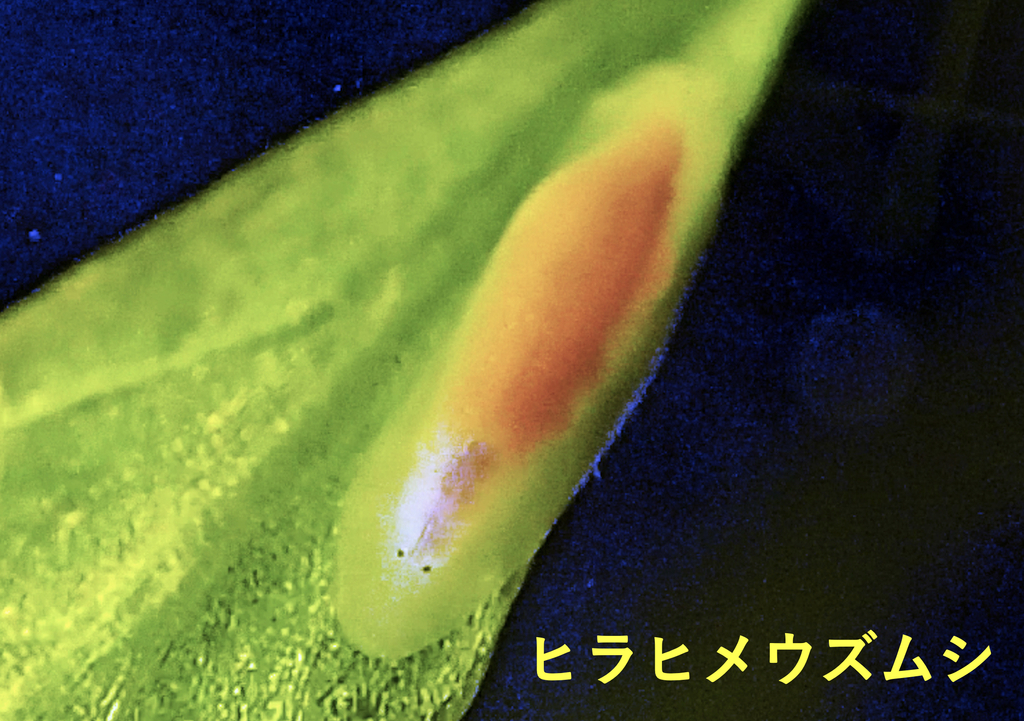 不思議な微小水生生物ウズムシの採集観察講座