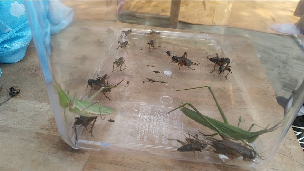 昆虫食の世界