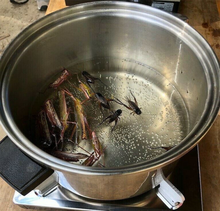 昆虫食の世界